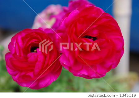 花 花 1345119
