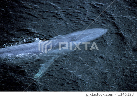 whale, one head (of cattle, for example) 1345123