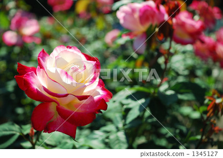 玫瑰 玫瑰 1345127