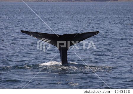 頭（牛的） 例如 鯨魚 1345128