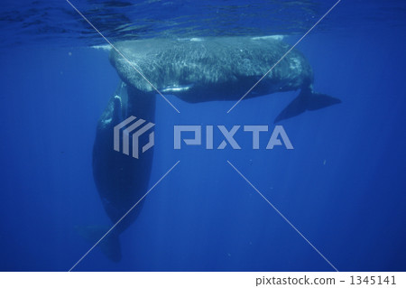 抹香鯨 鯨魚 漂浮 1345141