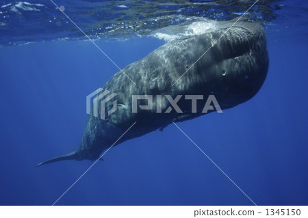 抹香鯨 鯨魚 頭(牛的) 1345150