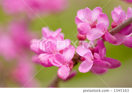 春天的花朵花 春天的花朵花 1345163