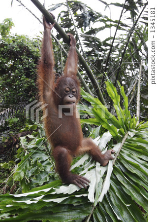 猩猩 一隻小動物 婆羅洲 1345181
