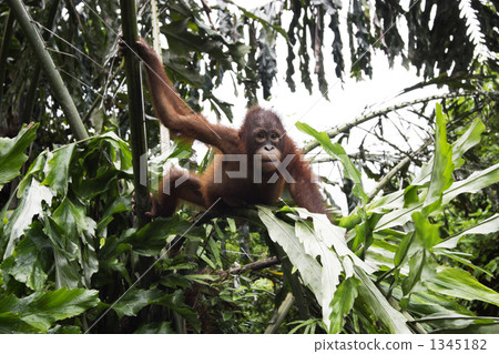 猩猩 頭（牛的） 例如 1345182