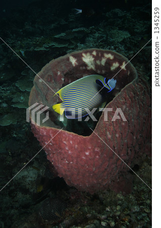 主刺蓋魚 魚 海綿 1345259