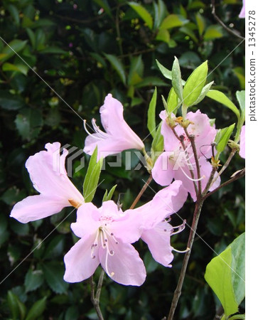 Mitsuba Azalea Mitsuba Azalea 1345278