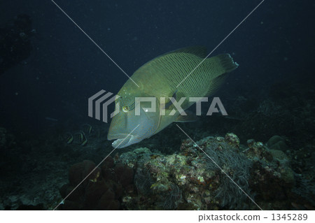 拿破崙魚 唇魚波狀 蘇眉 1345289