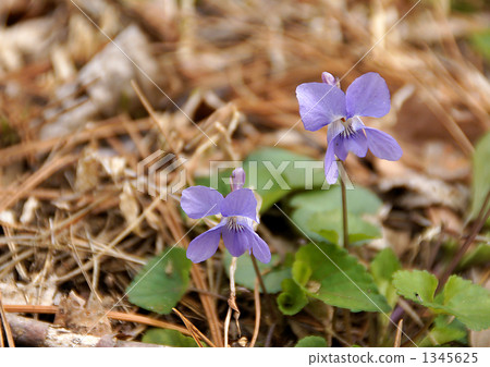 Murasakihanana 1345625