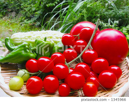 夏季蔬菜豐收 1345966