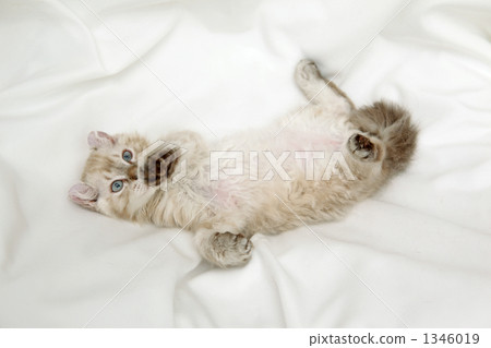 Sleeping kitten Sleeping kitten 1346019