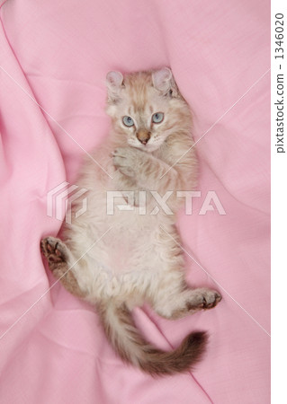 前掌的一隻小貓 1346020