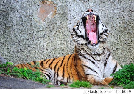 Tawny's yawning yawn 1346059