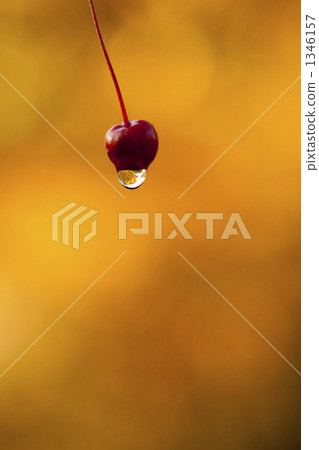 公主雨後的蘋果和秋葉 1346157