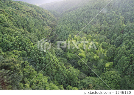 原始森林 森林 樹林 1346180