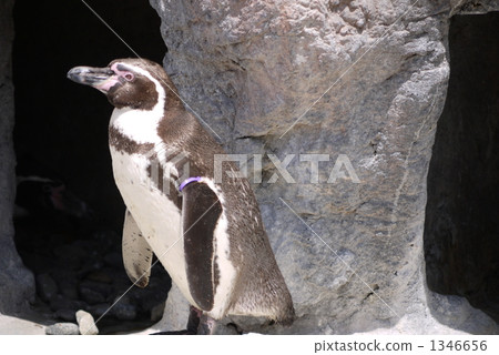 Penguin 1346656