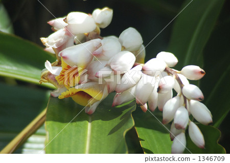 Okinawa's flower · moon peach Okinawa's flower · moon peach 1346709