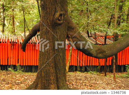Change Tree 1346736