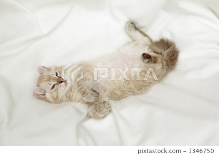 Kitten relaxing and lying down Kitten relaxing and lying down 1346750