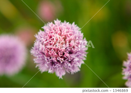 香蔥 蝦夷蔥 韭菜 1346869