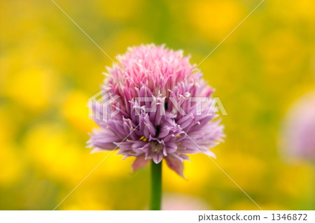 chives, Allium schoenoprasum, chive 1346872