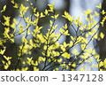 tender green, verdure, yellow-green 1347128