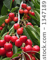 satonishiki cherry, cherries, cherry 1347189
