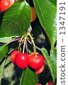 Cherry 1347191