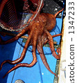 sea animals, fish and shellfish, seafood 1347233