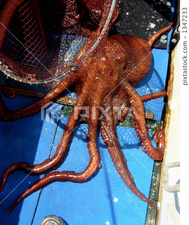 sea animals, fish and shellfish, seafood 1347233