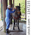 terrestrial animal, horse, animal 1347235