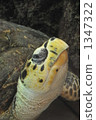 green sea turtle, chelonia mydas, aquatic animals 1347322