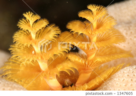 聖誕樹蠕蟲 海底的 海裡 1347605