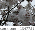 櫻花和雪 1347781