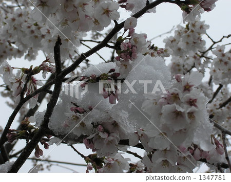 櫻花和雪 櫻花和雪 1347781