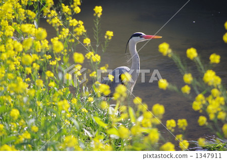 蒼鷺 騙子 野生鳥類 1347911