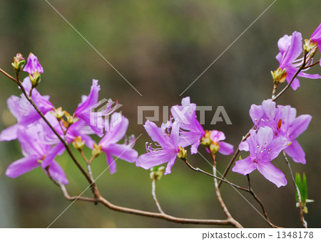 Spring flowers 1348178