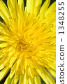  Dandelion 1348255