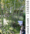 bamboo, bamboo thicket, tender green 1348308