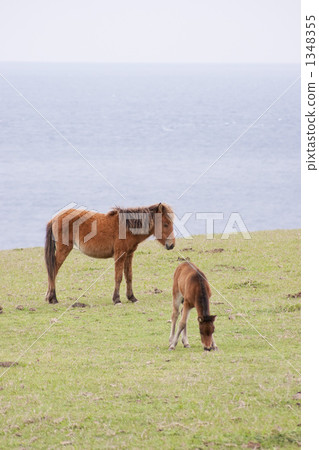 與那國馬 1348355