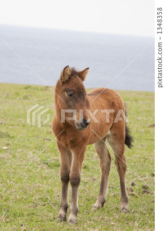 與那國馬 1348358