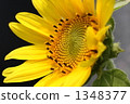sunflower, sunflowers, lifting 1348377