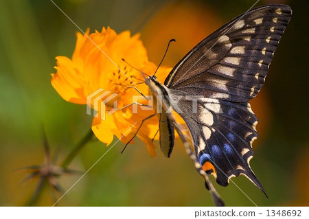 一隻鵪鶉 1348692