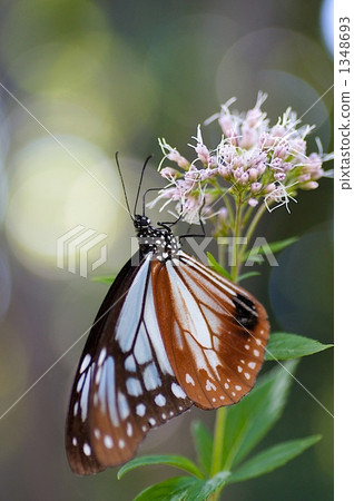 Asagi madara 1348693