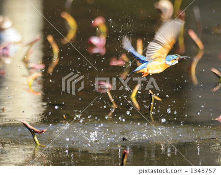 Kingfisher Kingfisher 1348757