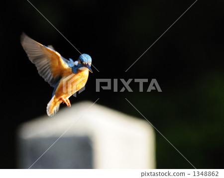 Kingfisher Kingfisher 1348862