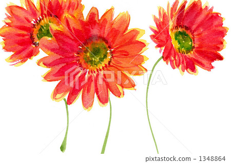 Gerbera 010a Gerbera 010a 1348864