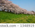 Cherry blossoms at sunny sky 1348919