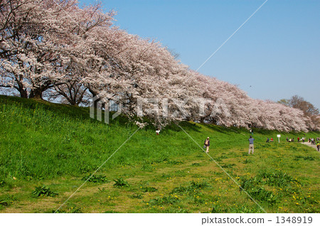 Cherry blossoms at sunny sky 1348919