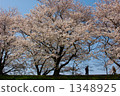 Cherry blossoms at fine weather - Look up from the front 1348925